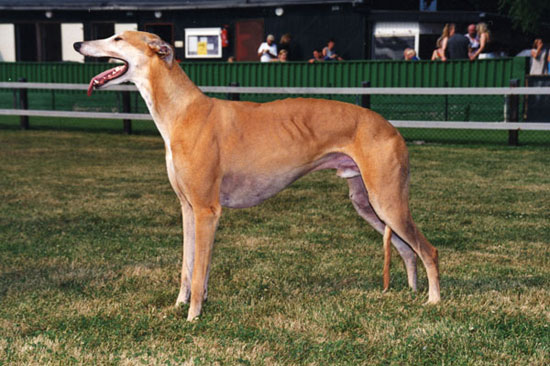 Archiv Greyhound