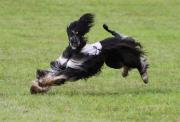 Afghanischer Windhund Coursing