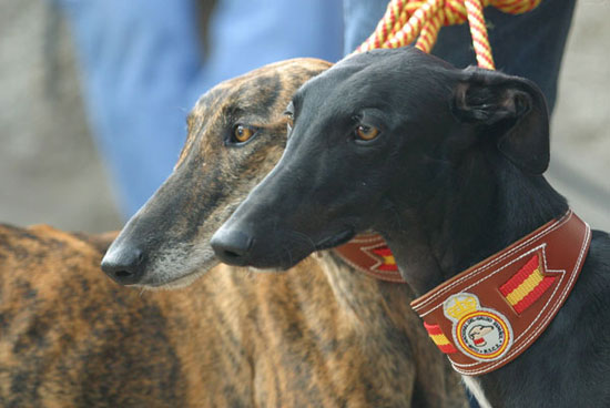 Archiv Galgo Espanol