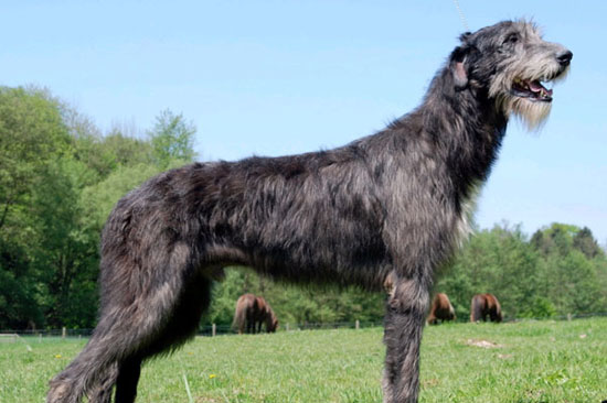 Archiv Irish Wolfhound