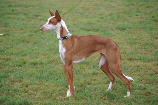 Archiv Podenco Ibicenco