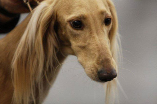 Archiv Saluki