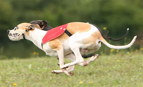 Archiv Whippet