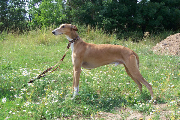 порода собак 8 букв предпоследняя т к. левретка. комнатная собачка миниатюрная борзая. английская борзая грейхаунд. порода охотничьих собак 6.