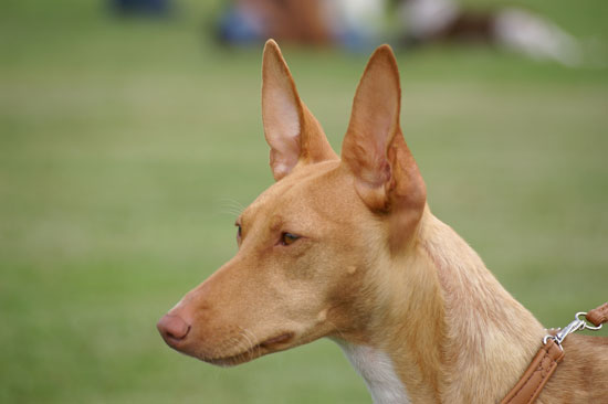 Mediterrane Rassen: Cirneco dell'Etna