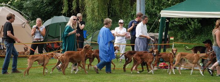 Einmarsch JA Azawakh 2008