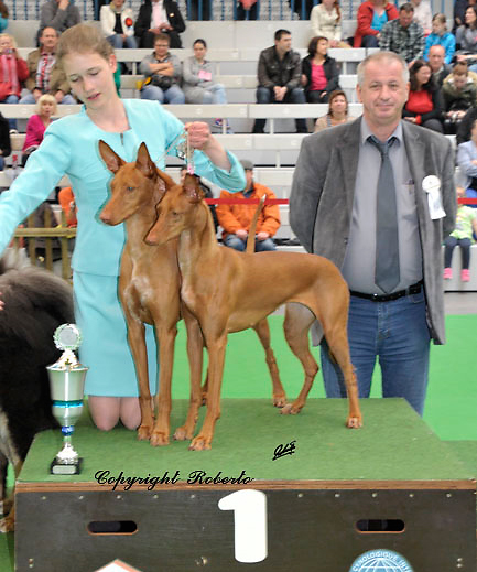 CACIB Lingen 2014