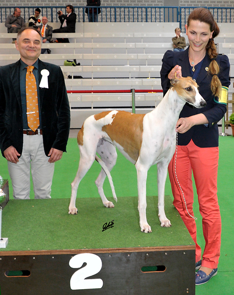 CACIB Lingen 2014