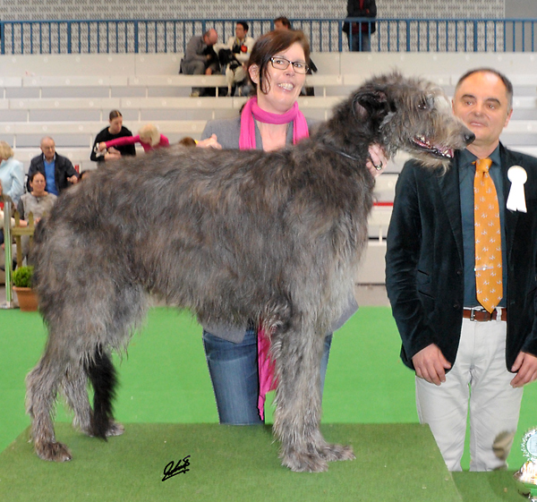 CACIB Lingen 2014