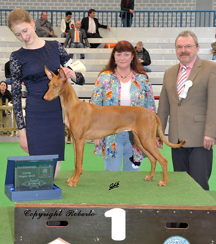 CACIB Lingen 2014