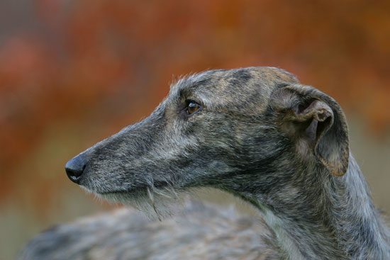 Galgo Espanol