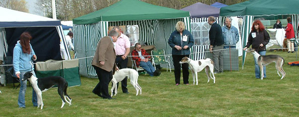 Hündinnen Jüngstenklasse