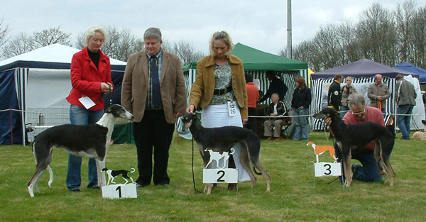  V1   Dagma Akacjana                   /                              V2     Ashera Aziza men Tara                            /                      V3     Alana Aziza men Tara