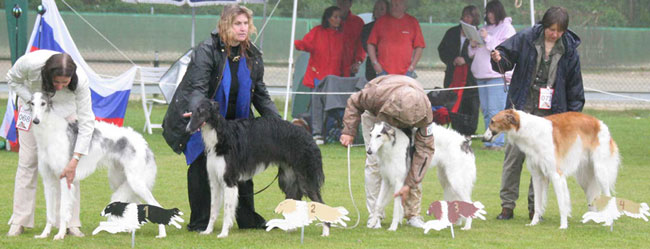 V1 Moonlight Meteliza Sokolow     /    V2 Apassionata Nijinski Ballet  /   V3 Jelistaz Rjaviy Blieska     /  V4 Ailica's Flamme 