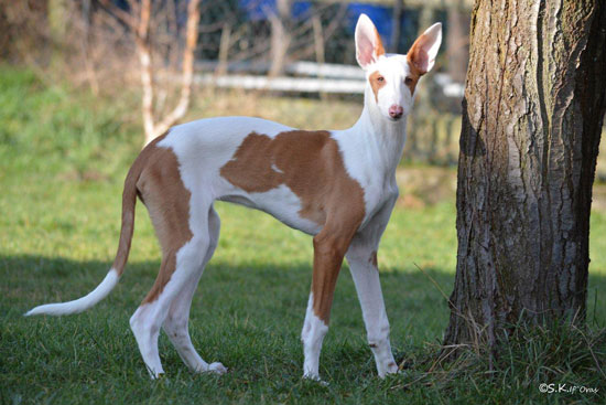 Mediterrane Rassen: Podenco Ibicenco