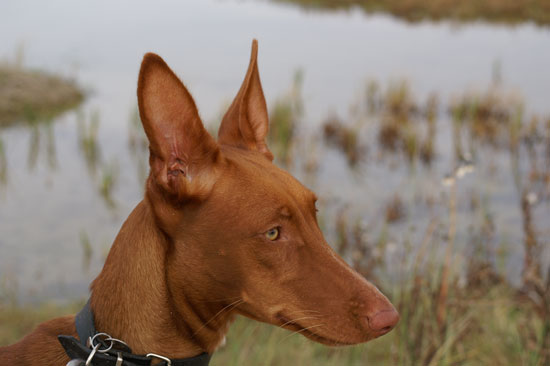 Pharaoh Hound