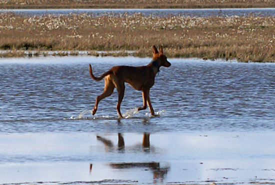 Mediterrane Rassen: Pharaoh Hound