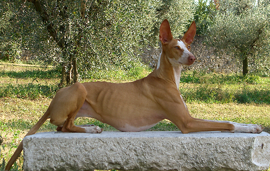 Mediterrane Rassen: Podenco Canario