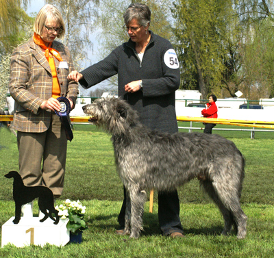 Aogh Coinlan  Züchter: D. Materzok-Köppen  /  Eigentümer: Rüdiger Bass