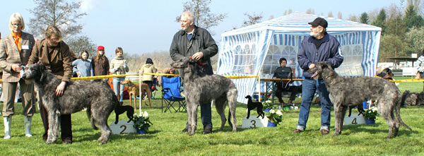 V1, JJS   Fritzens un Burlamacco            /                      V2  Fortheringhay's Braveheart                /                V3  Fortherinhay's Blue Moon 