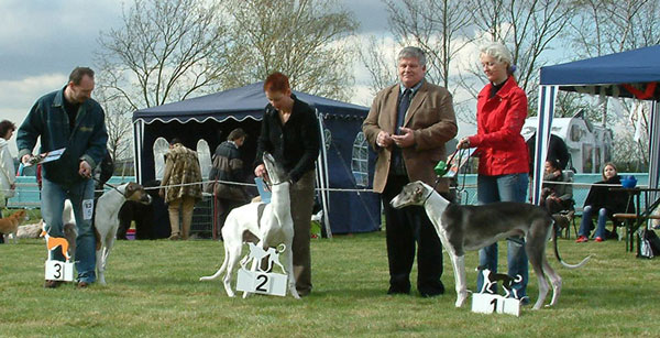 Anubis Niwika-Sibin          /              Antares Syn Dobek Niwiki Sibin          /                 Aladin Niwiki Sibin