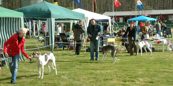 Rüden Jüngstenklasse