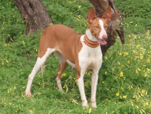 Podenco Andaluz