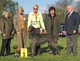 Best in Show der Deerhound-Jahresausstellung 2008  Cunamara`s Kiwi   Züchter + Eigentümer: Eva Petzold & B. Apelt