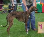 V 1 VDH         Meliha of Silverdale (Jamil of Silverdale x Safi) Z. + B.: M. Röder-Thiede/E. Naumann