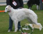 V2 best head Candella Mierzalosc Borzoi 
