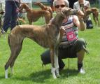 V3         Penelope ’n shat-ehad     (Gogo Faranda Bohemia x Lulu’Lazim’n shat-ehad) Z.: U. u. R. Arnold, B.: Dr. Linde Deuringer 