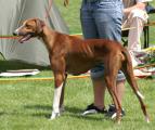 vv 2          Bastien’s W’Ifelayah (Talat al Ilfriqiya x Chali Amenokal) Z. + B.: Mag. Sylvia Gaischnek/A    