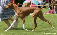verspr. 3         Bastien’s Wahida (Talat al Ilfriqiya x Chali Amenokal) Z. + B.: Mag. Sylvia Gaischnek/A  