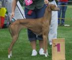   V 1 VDH CAC JS         Tigidit Hydra (Bambaata x Kabbara dell’Attimo Fuggente) Z. + B.: Alberto Rossi/I