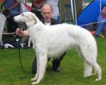 V2 Artemisa Mierzalosc Borzoi 