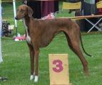 V3         Bastien’s Sarely (Talat al Ilfriqiya x Chali Amenokal) Z.: Mag. Sylvia Gaischnek/A, B.: Martina Lang/A