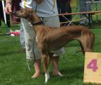 V4          Tombouktou’s Rahmat    (Adnan Idi n’Illeli x Tombouktou’s Noukheila) Z.: Dr. Gabriele Meißen, B.: Andreas Lutze