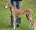 V 1 Vet.CAC         Tombouktou’s Nahalet     (Amanar, Import Mali x Al Hara’s Zaket) Z. + B.: Dr. Gabriele Meißen