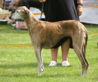 V 2 ResVet.CAC         Ch.  Taikoussou’s Akenna (Al Hara’s Zeroumi x Tainoss) Z.: Oliver Becker, B.: Gudrun Büxe sen.