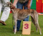 V3         Jetu of Silverdale              (Kel Tarbanassen Firhoun x We Wille Cashra) Z. + B.: Maike Röder-Thiede 