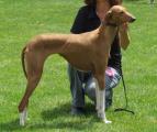 V2          Tombouktou’s U’Tidet      (Bahran Idi n’Illeli x Tombouktou’s Qarqabu) Z. + B.: Dr. Gabriele Meißen  