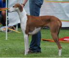 V4         Tigidit Ineni (Calamide x Tigidit Elica) Z.: Alberto Rossi/I, B.: Petra Stammberger  