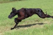 Taigan Foto