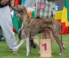 V 1 VDH         Hassi Touareg Faranda Bohemia (M.Ch. Tombouktou’s P’Aytarel x M.Ch. Djanet Faranda) Z. + B.: Kupková, Dana/CZ