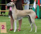 V 2 ResVDH         Taj al Din ak Ilaman  (Agarouf x Shiggu de Garde-Epée) Z.: Michael Rackl, B.: Ivana Knotkova/CZ