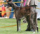 V 3        U’Sarho de n ’zi Songo     (M.Ch. Tombouktou’s Ndaki x O’Walet Djado du Mont Saint Nicolas) Z.: Philippe Eberhart/F, B.: Gudrun Büxe jun. 