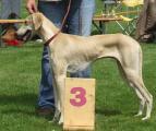 V 3         Noah of Silverdale (Kalil of Silverdale x Mariam) Z. + B.: M. Röder-Thiede/E. Naumann