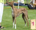 vv 1      Bastien’s Wanjala (Talat al Ilfriqiya x Chali Amenokal) Z.: Mag. Sylvia Gaischnek/A, B.: Martina Lang/A