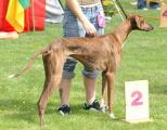 vv 2        Bastien’s Warui (Talat al Ilfriqiya x Chali Amenokal) Z. + B.: Mag. Sylvia Gaischnek/A   