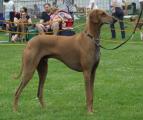 V 3         Tigidit Enyama    (Agg Amaias Cecherell x Jalameh de Garde-Epée) Z.: Alberto Rossi/I, B.: Sabine Kerkhoff 